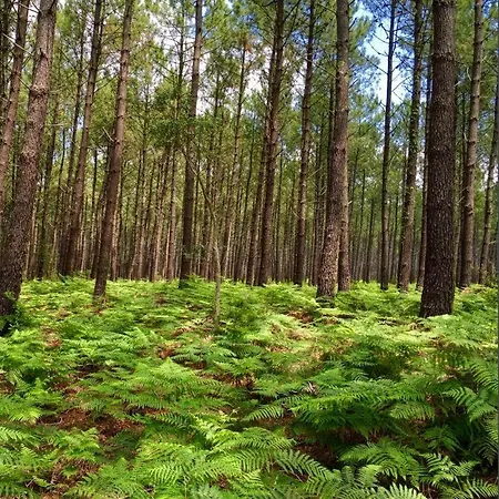 Appartement Saint Jours - Centre